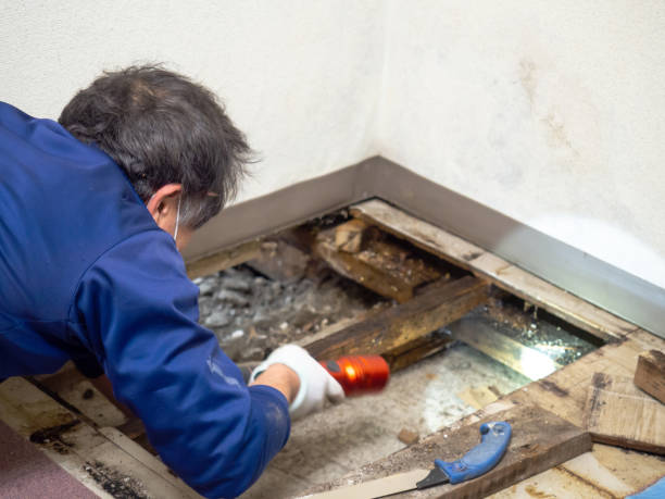 Best Crawl Space Mold Removal  in Gunnison, UT