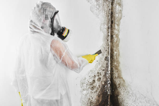 Best Toxic Mold Removal  in Gunnison, UT