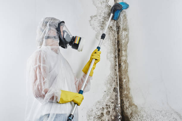 Best Mold Damage Repair  in Gunnison, UT
