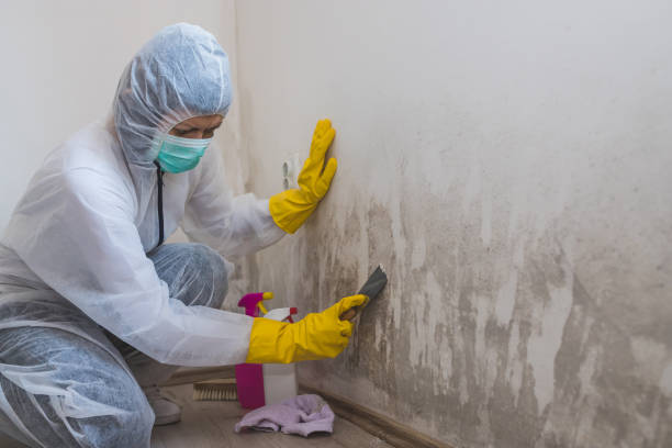 Best Mold Cleaning Services  in Gunnison, UT