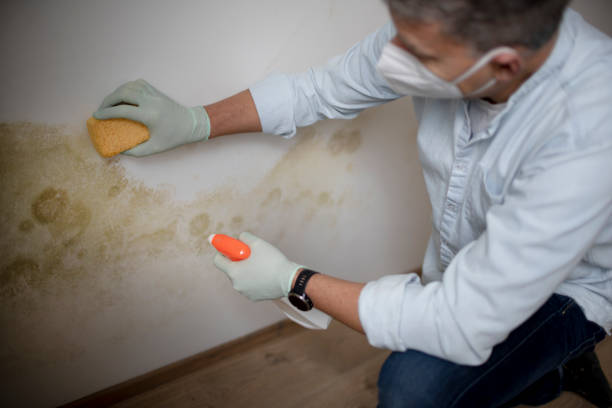 Best Mold Removal Specialists  in Gunnison, UT