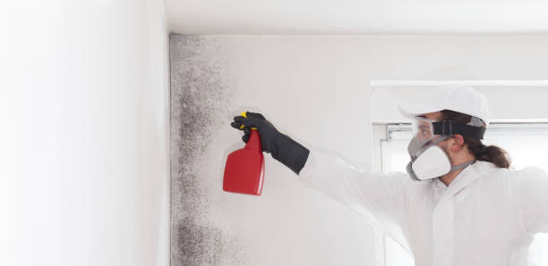 Mold Removal and Inspection in Gunnison, UT