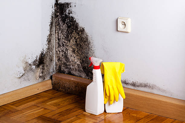 Best Commercial Mold Removal  in Gunnison, UT