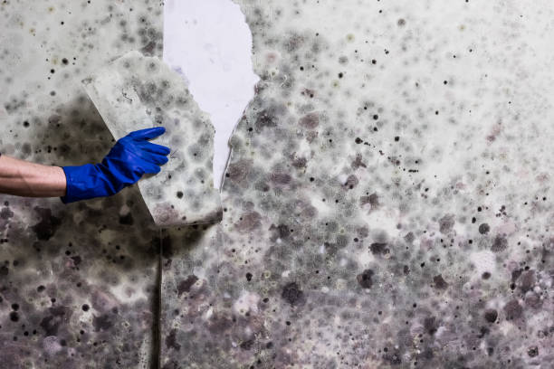 Best Mold Removal Near Me  in Gunnison, UT