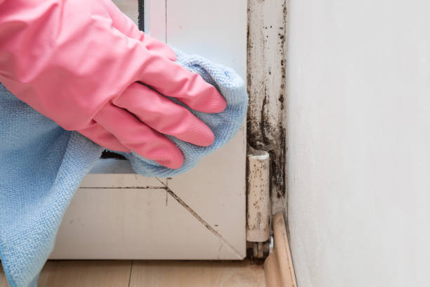 Best Affordable Mold Removal  in Gunnison, UT