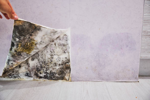 Best Same-Day Mold Removal  in Gunnison, UT